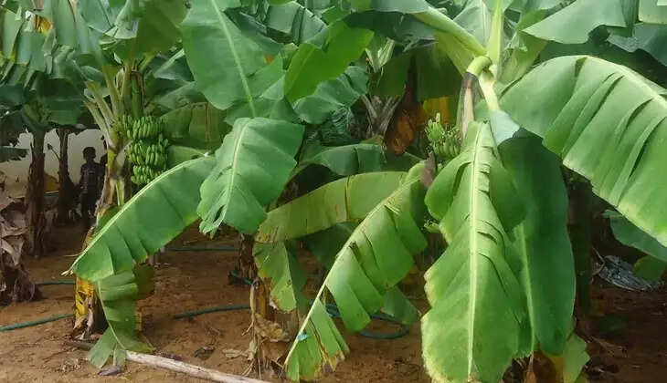 banana plantation