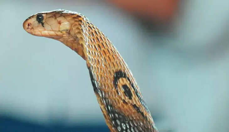 Snake 
