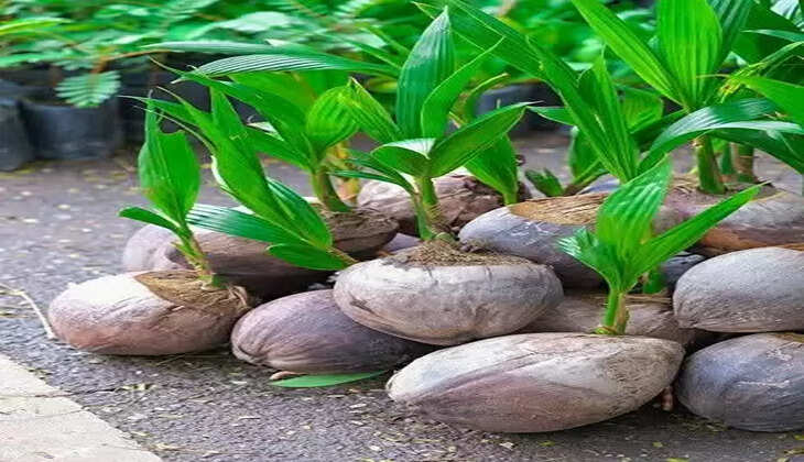 coconut