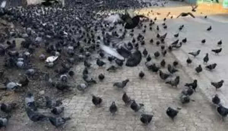 PIGEON