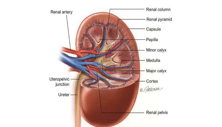 kidney