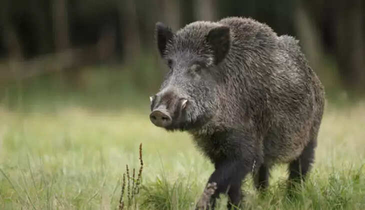 wildboar