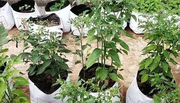 kitchen garden