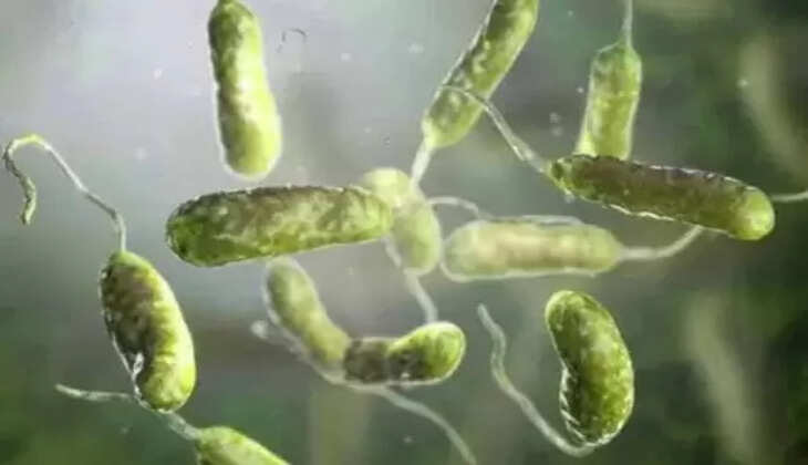 vibrio