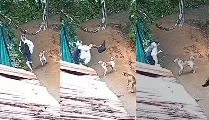 Dog