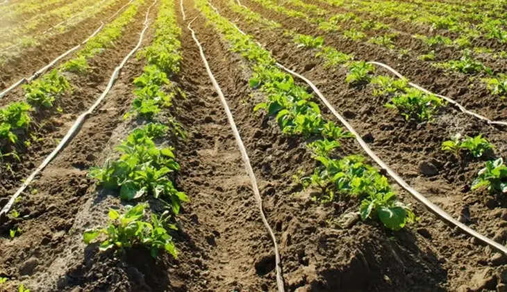 drip errigation
