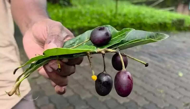 BERRY