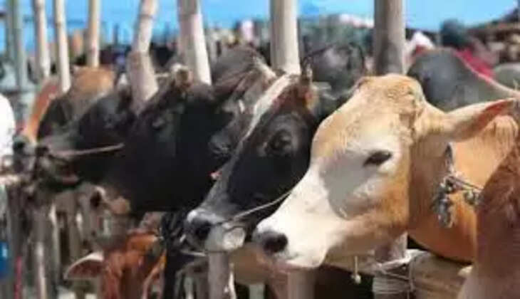 cow