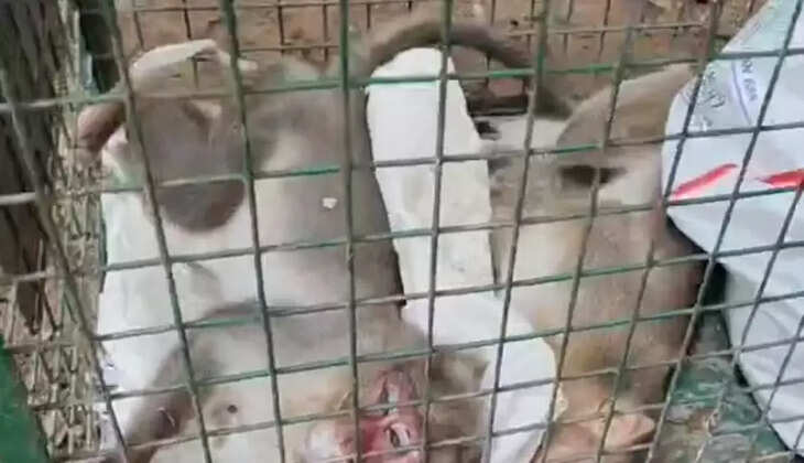MONKEY