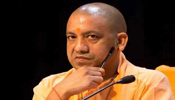 yogi