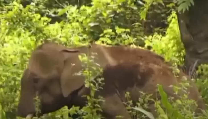 Elephant 