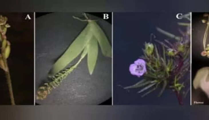Leaves