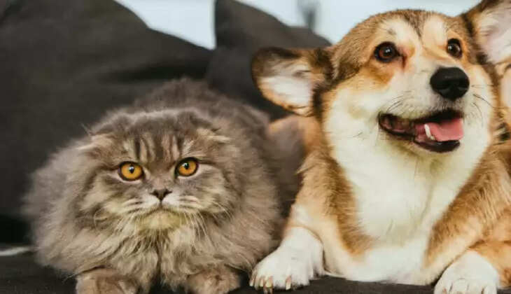 Cat dog 