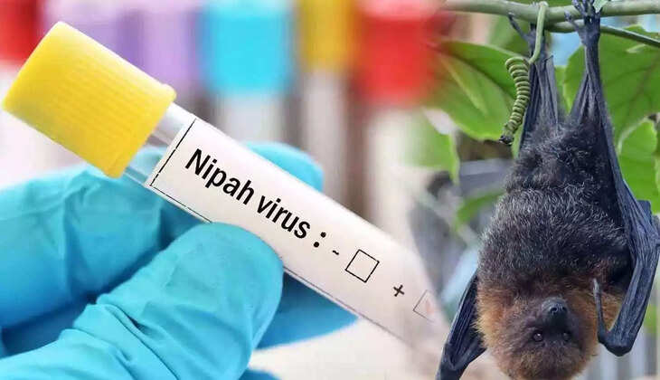 nipa