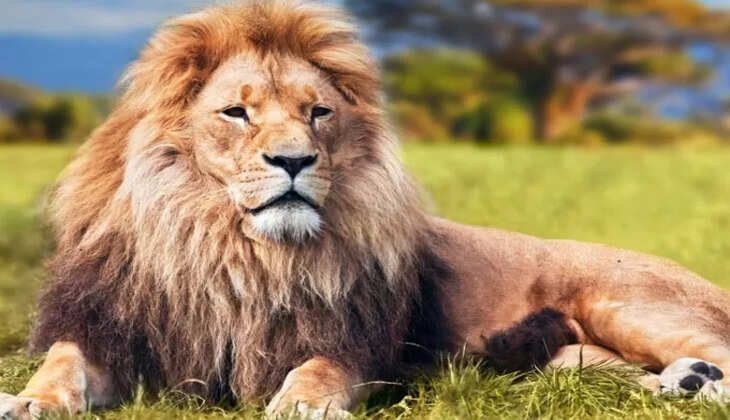 Lion