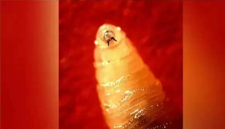 WORM