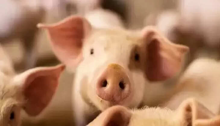 pig