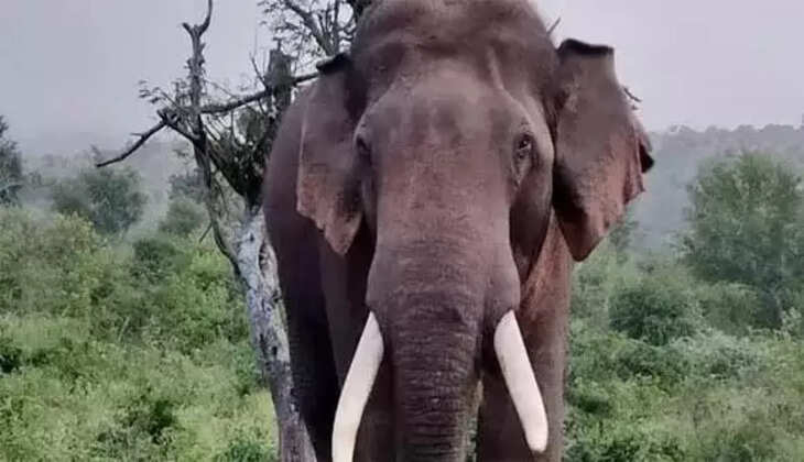 ELEPHANT 