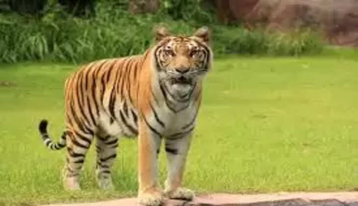 tiger