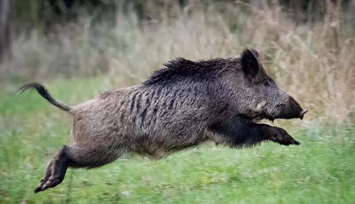 WWW