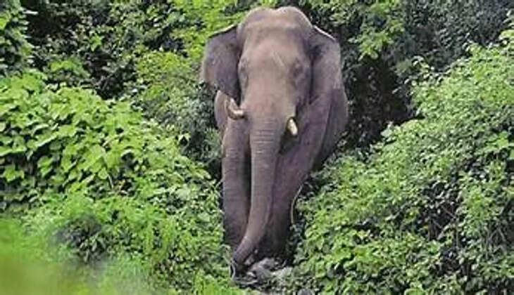 elephant