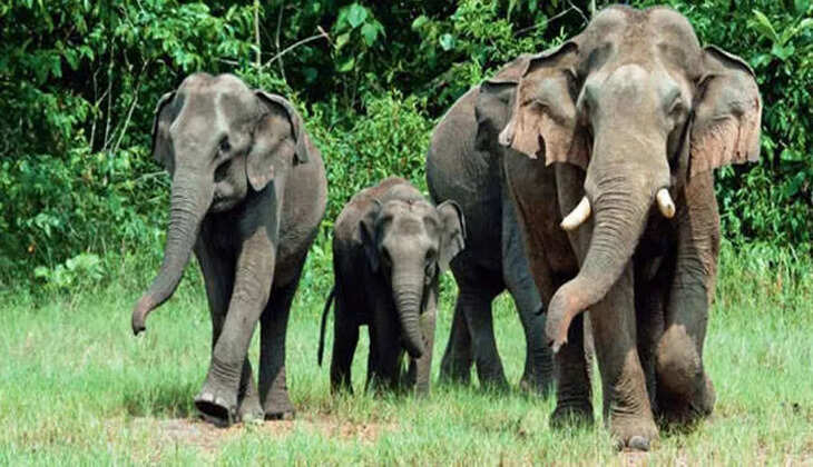 ELEPHANT