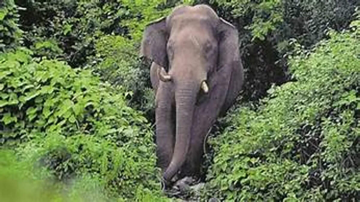 elephant